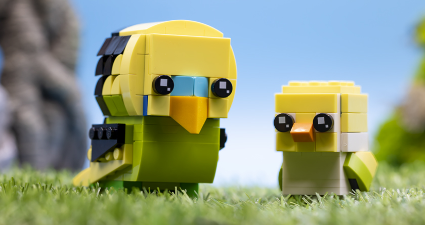 LEGO BrickHeadz 40443 Budgie review