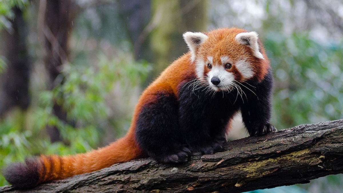 First look at brand new LEGO red panda